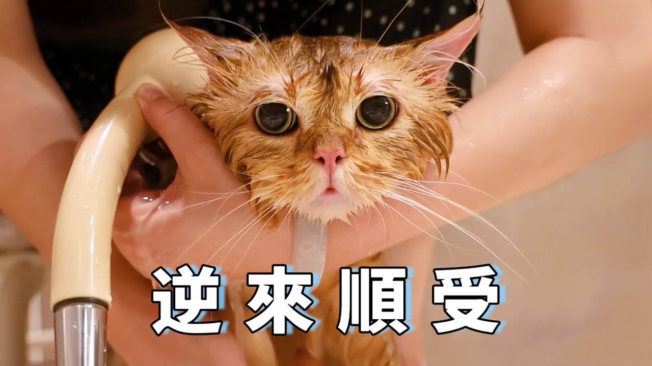 金漸層是真的胖，怎麼洗都不縮水，乖得像只假貓｜李喜猫