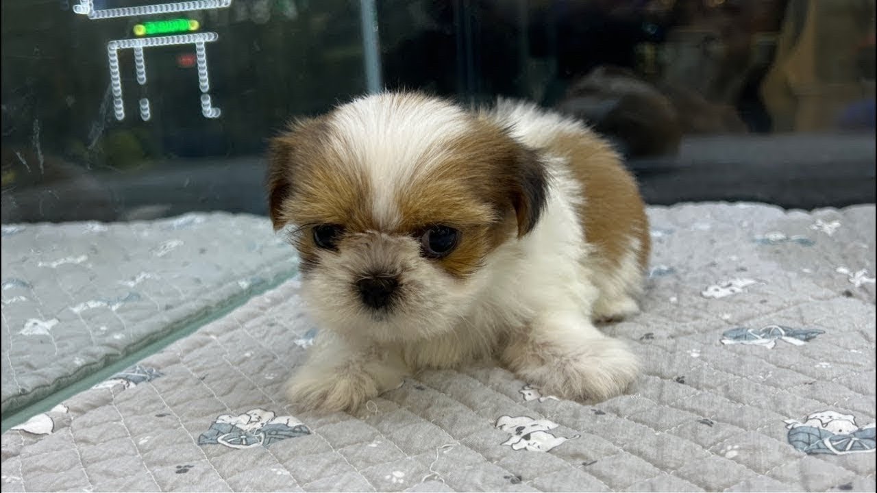 대구 경산. 강아지 분양 ❤️ 고양이 분양💕