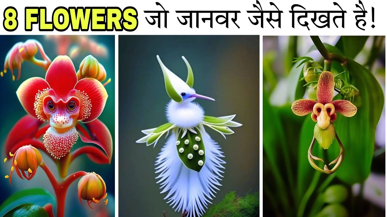 top 8 flowers जो जानवर जैसे दिखते है।। #animalflowers