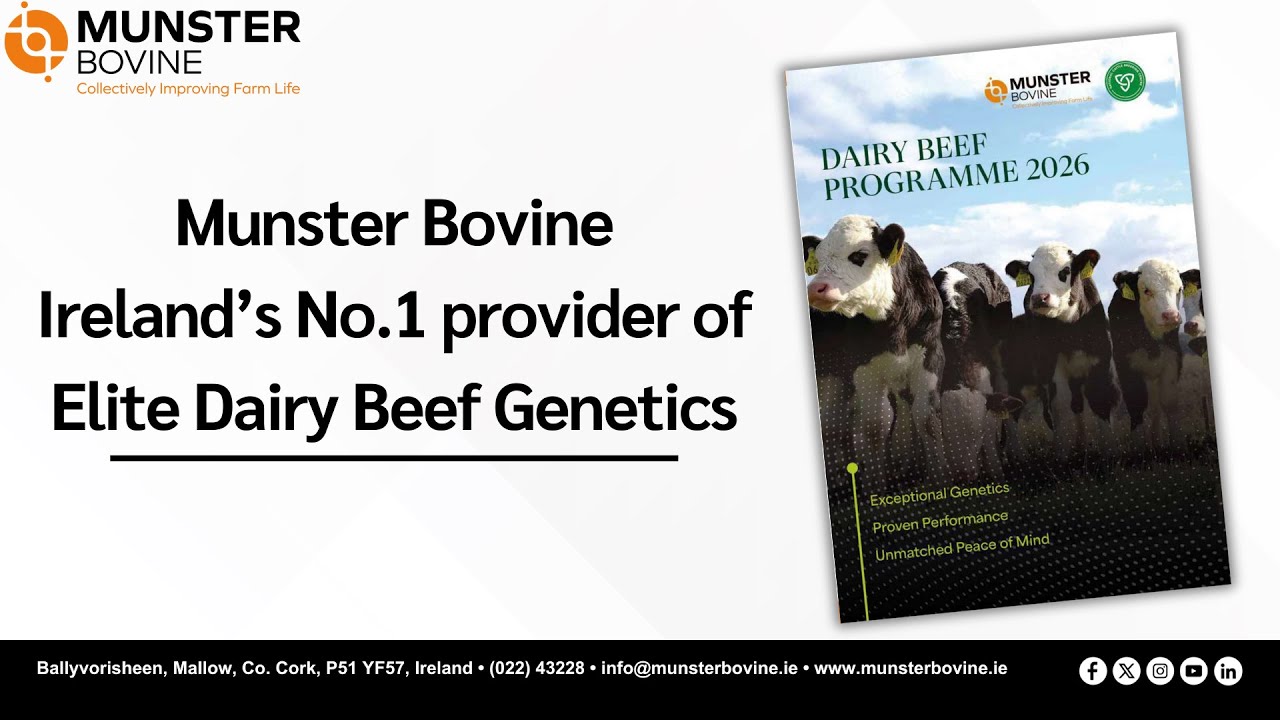 Munster Bovine Ireland’s No. 1 provider of Elite Dairy Beef Genetics