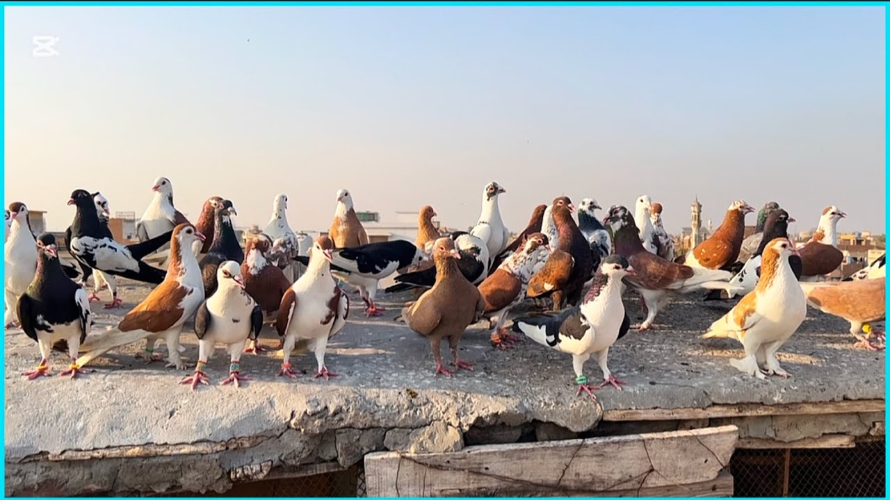 Today new entry 😱💕 fighter 40 kabuter le ye ha #pigeon #pigeonlaver #bird #kabootar #pegionsvideos 