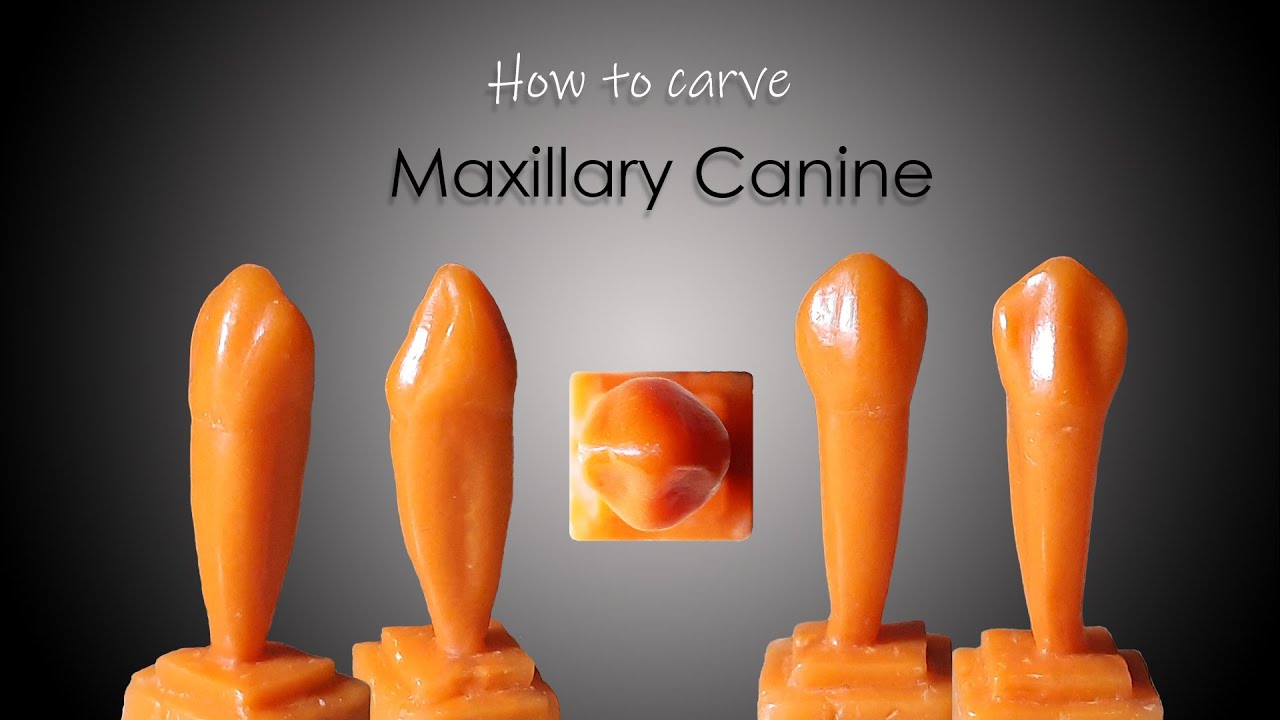 How to Carve a Maxillary Canine | ParixArt | Carving tutorial | DADH