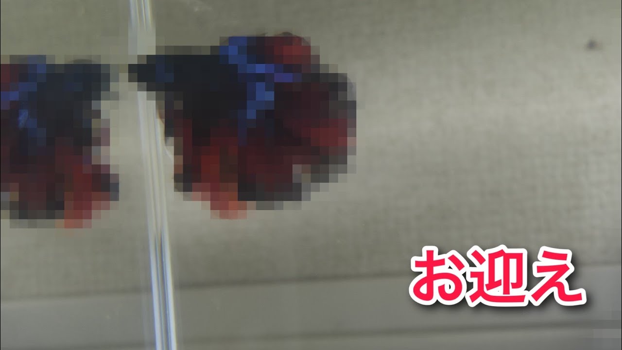 以前から挑戦したいと思っていた生体をお迎えしました！！