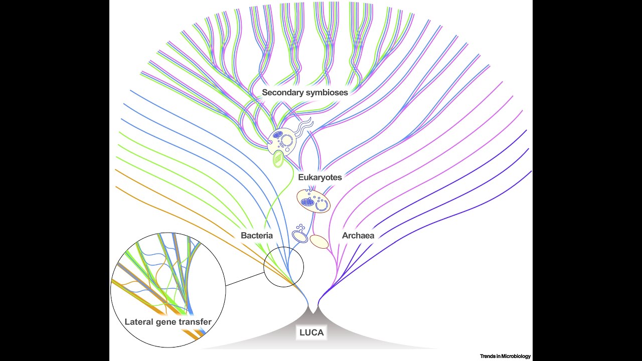 Horizontal Gene Transfer