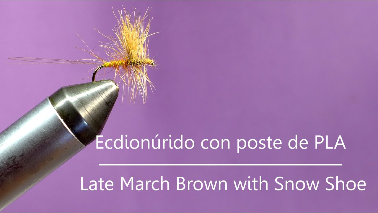 Montaje de un Ecdionúrido -Late March Brown-