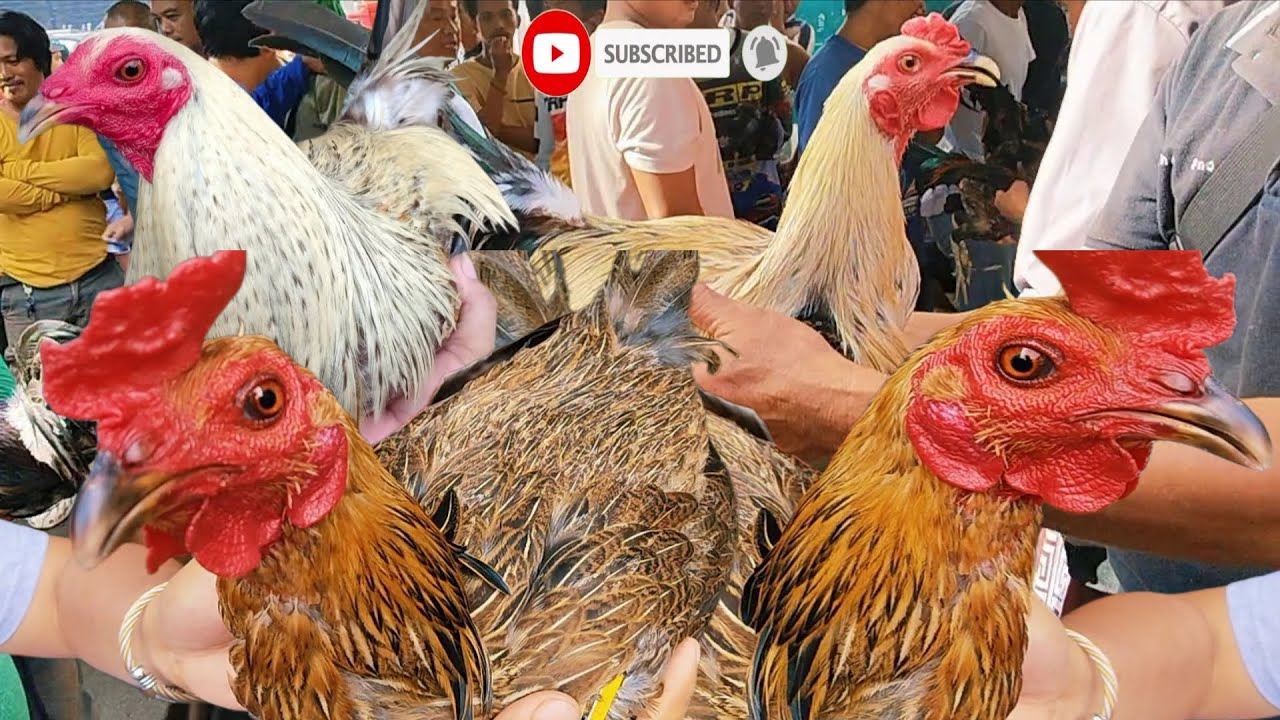 DUMATING ang mahal at mura sa TABUNOK TALISAY CEBU.