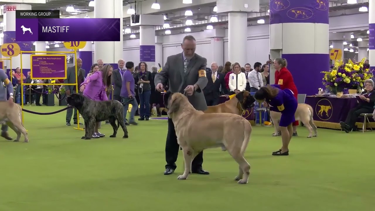 Mastiff | Breed Judging 2025