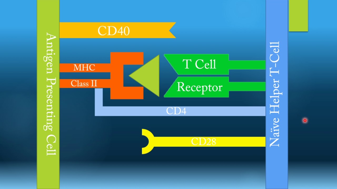 Na&iuml;ve T Cell Activation