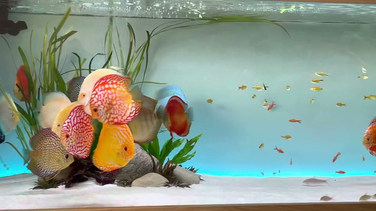 Asian discus tank,large discus,discus set up,6foot tank