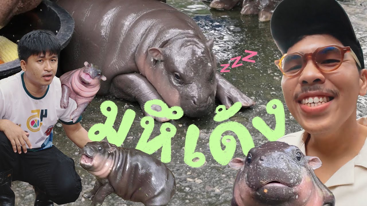 มหึเด้ง - กำเนิด หมูเด้ง @khamoo.andthegang