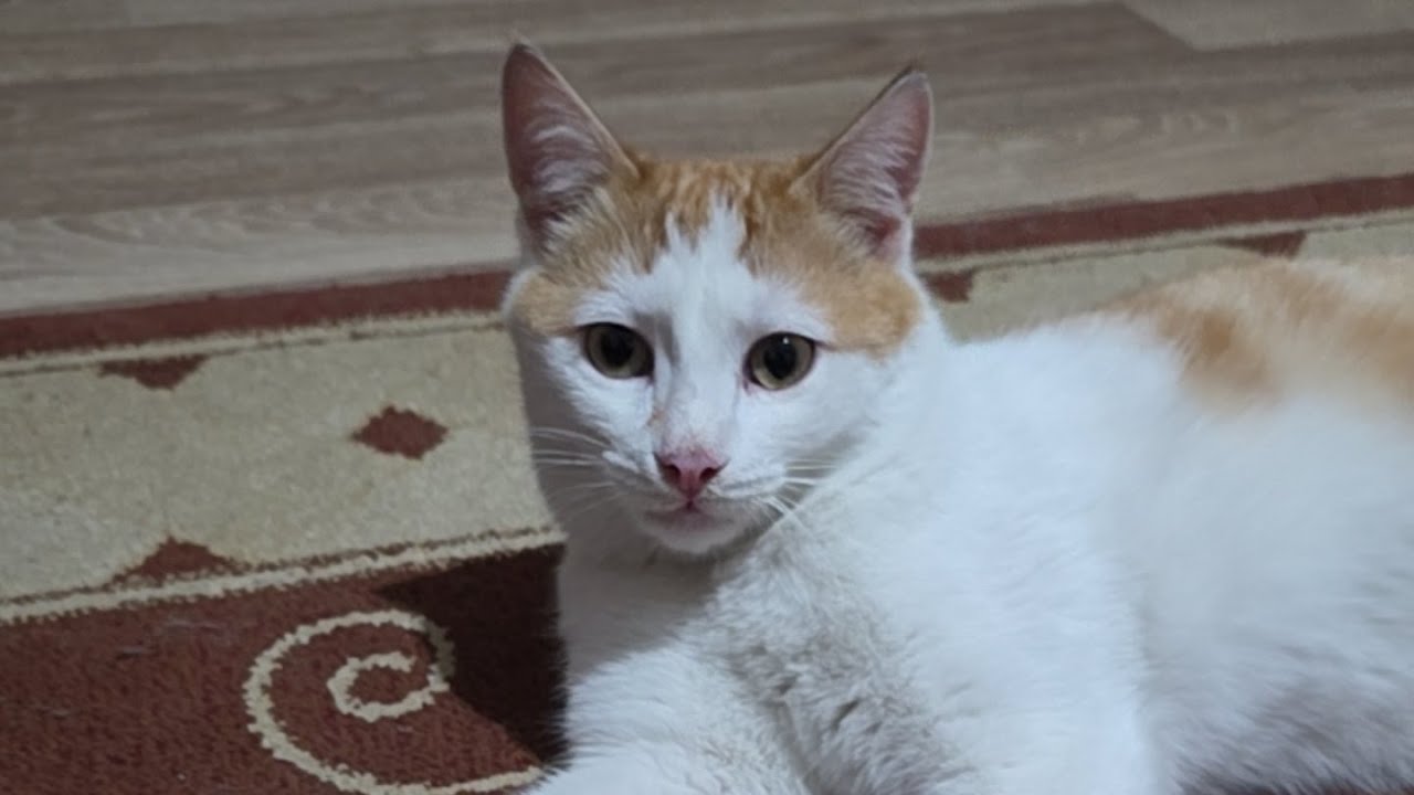 Bu Soğukta Kapıdaki O Ses... 😿 Yapamadıklarım İçin Çok Üzgünüm, Gelin Dertleşelim. 🤗☕️🍫🌹