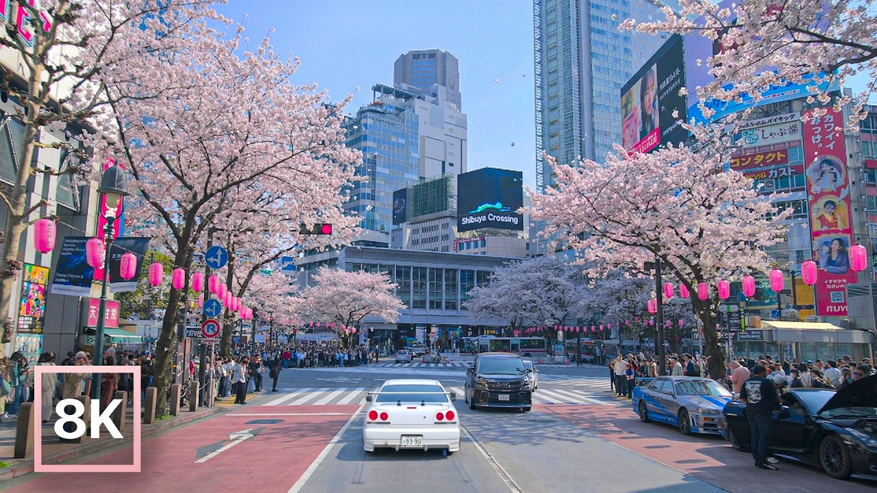 春の東京ドライブ ☀️ 桜並木と渋谷 / 8K 60fps HDR / 癒しのピアノ音楽