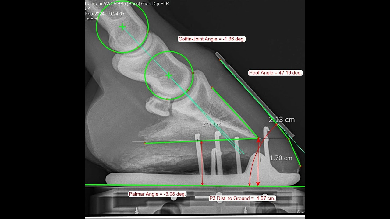 🇮🇹 Episodio 3 - L'uso della radiografia per valutare l'equilibrio dello zoccolo