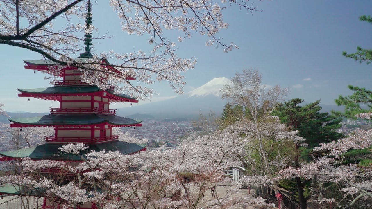 2018 新倉山浅間公園の富士と桜(4K) Mt. Fuji  & Cherry Blossoms At Arakurayama(UHD)
