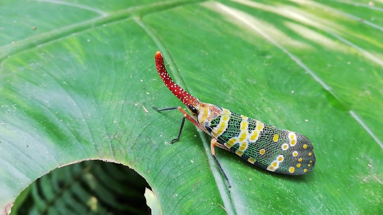 Pyrops candelaria (Fulgoridae) near Hanoi/Vietnam