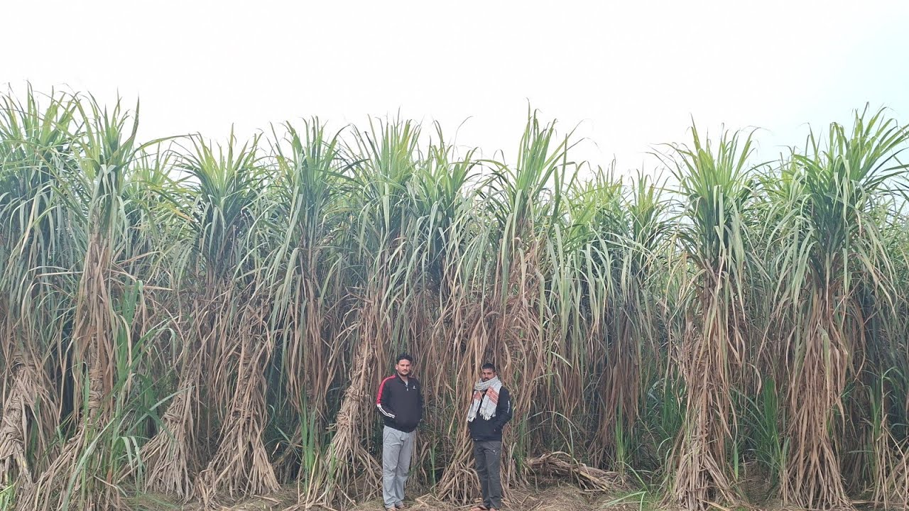 गोयला के तूफानी co-238 पैंडी गन्ने की सच्चाई  #techkisanfarmingrathore घ