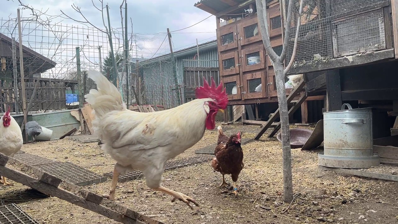 Hens-VLOGS :1270🌧