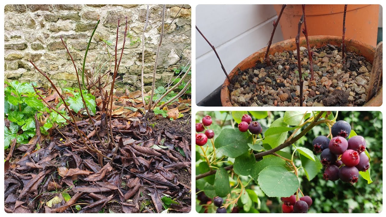 Saskatoon Berries - planting and propagation