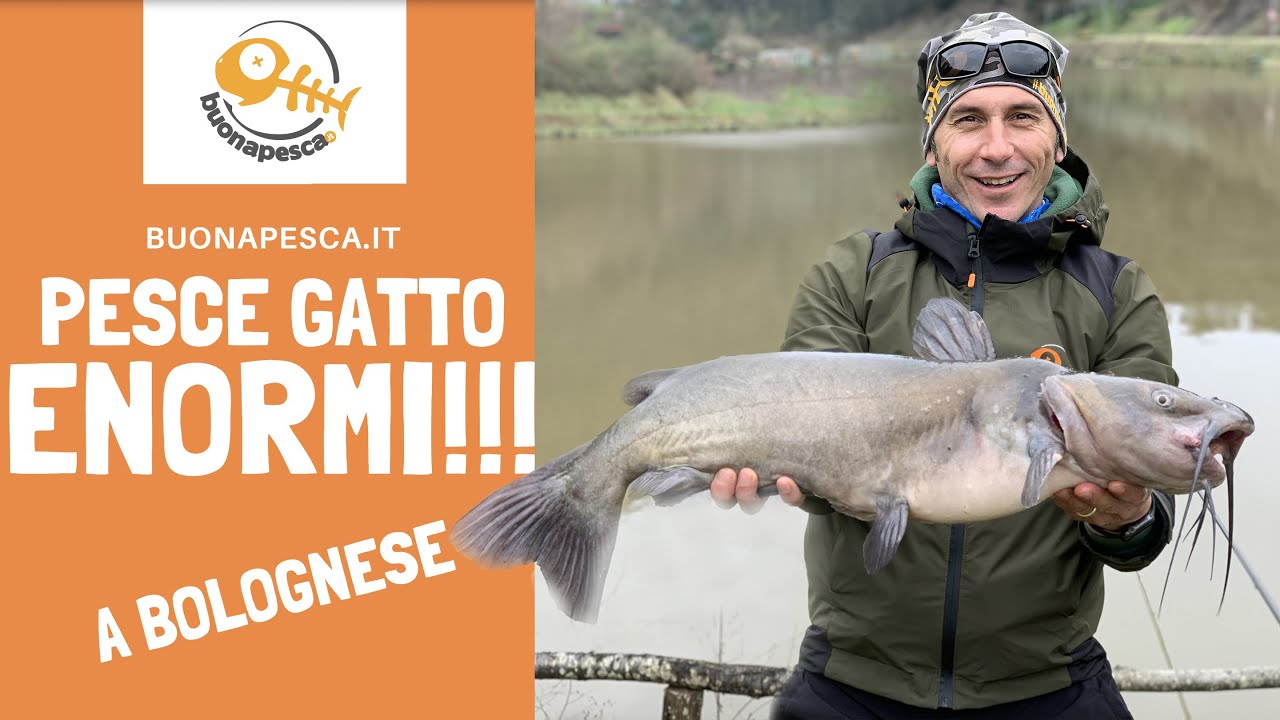 PESCARE pesci GATTO ENORMI a bolognese nel lago MOLINACCIO