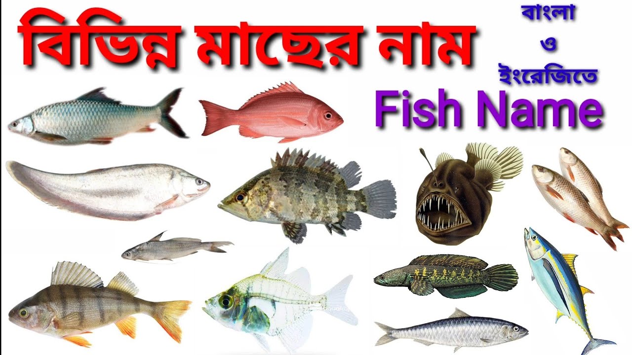 বিভিন্ন মাছের নাম বাংলা ও ইংরেজিতে / Fish Name in Bengali and English / মাছের নাম