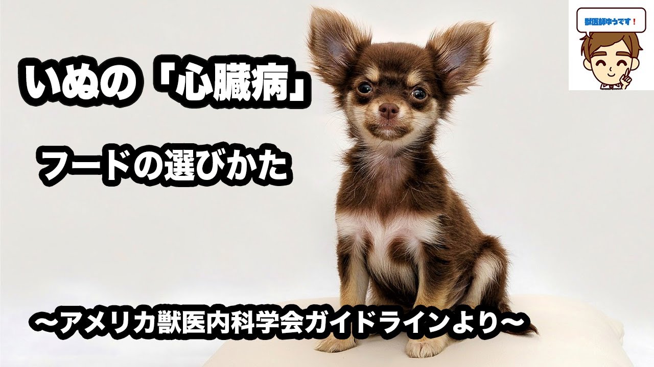【獣医師がやさしく解説】いぬの「心臓病」のドッグフードの選びかた〜アメリカ獣医内科学会ガイドラインより〜