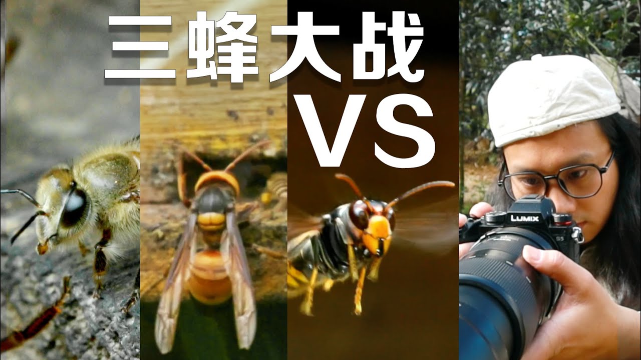 野生动物摄影师拍摄蜜蜂VS胡蜂｜昆虫打架 微距摄影 insect macro photography、 insect fight