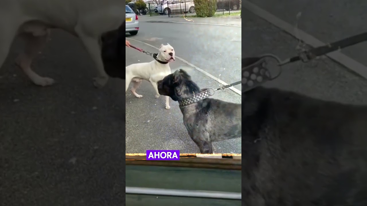 Dogo Argentino vs Cane Corso: &iexcl;La batalla m&aacute;s brutal!#perrosdeguardia #perro #perrosguardianes#viral