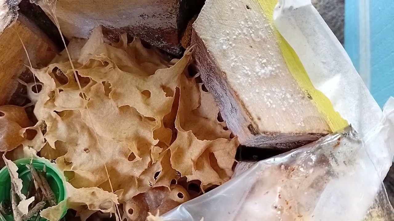 Abelha mirim emerina revisão! Matriz, 3 meses após divisão!!!