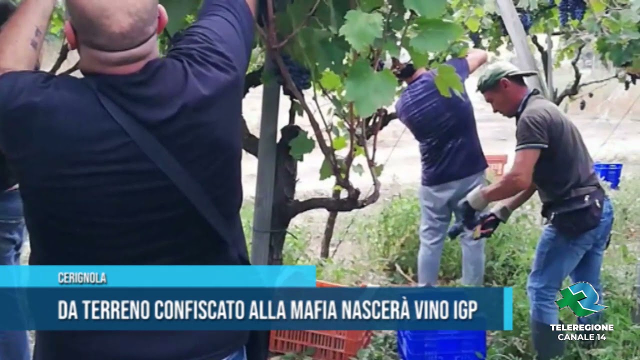 CERIGNOLA Da terreno confiscato alla mafia nascer&agrave; vino IGP TG Teleregione 01 10 2021