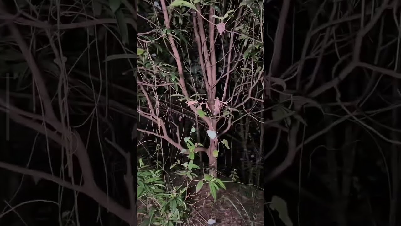 RUMAH NENEK KEBAYAN - HANTU PENUNGGU HITAM MATA MERAH MERANGKAK | Paranormal DZP Dauz |  SUARA SERAM