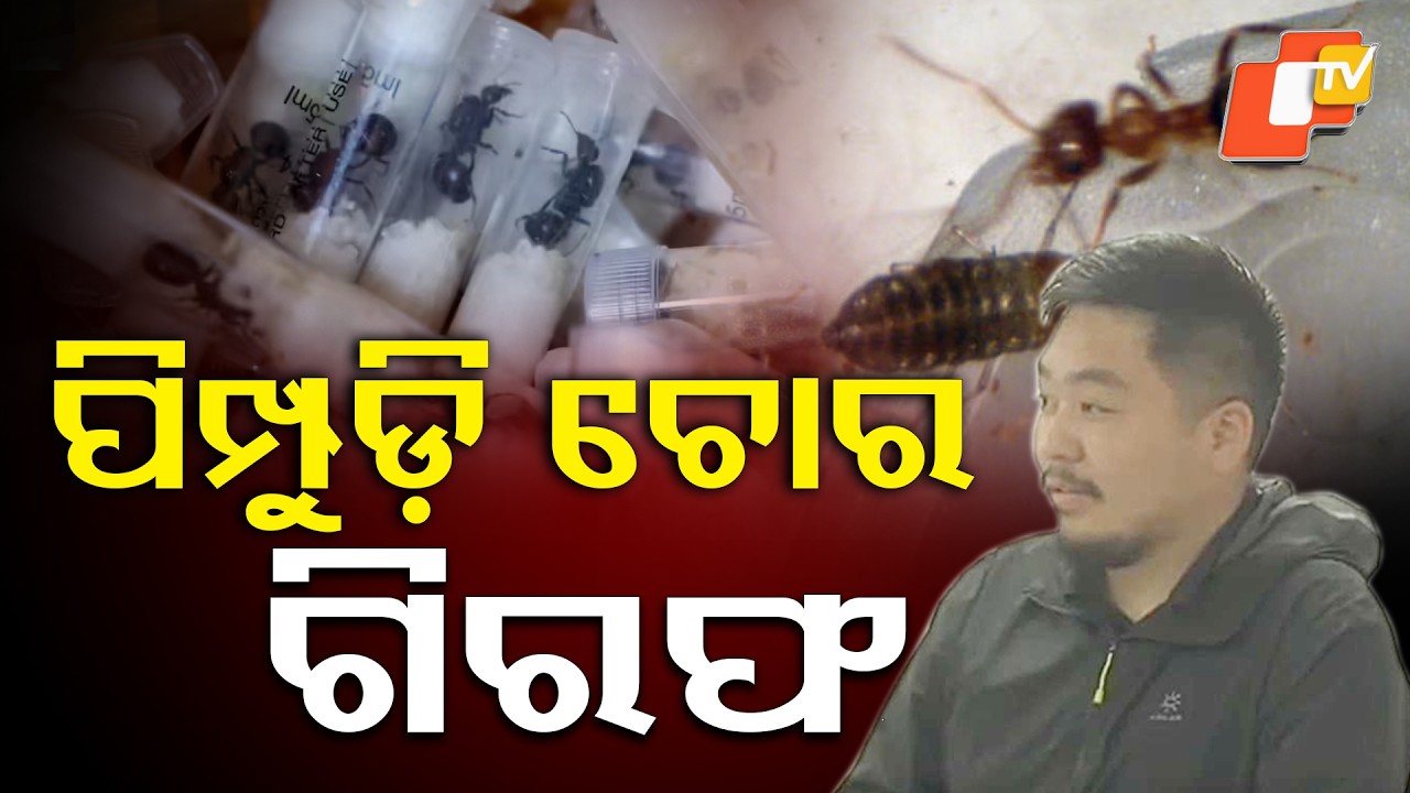 ଧରାପଡ଼ିଲା ପିମ୍ପୁଡ଼ି ଚୋର ! Ant Smuggling EXPOSED ! Chinese Thief Arrested in Kenya