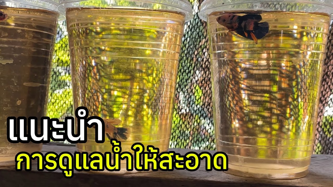 ปลากัด | น้ำ ที่ดีคือน้ำสะอาด