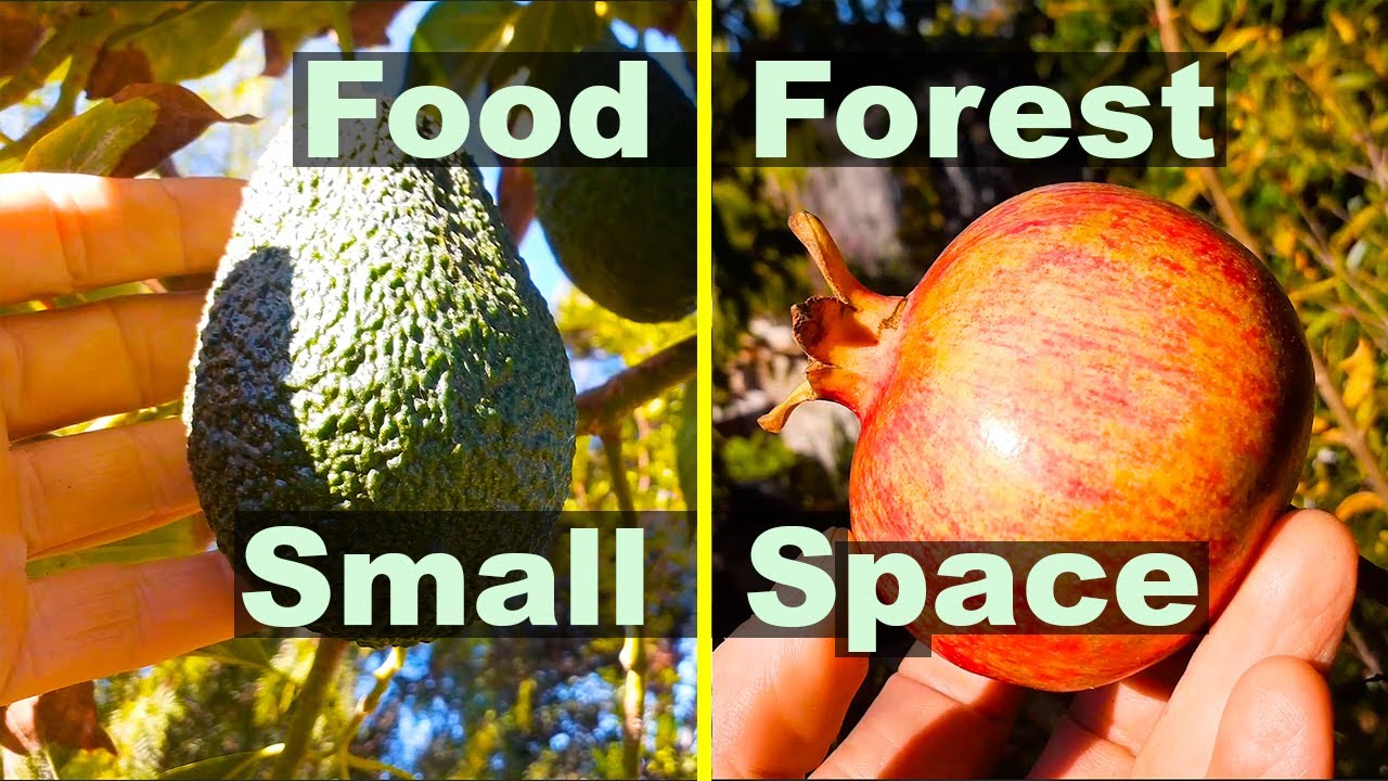 Grow a FOOD FOREST in SMALL SPACES | Urban city homestead by the beach in San Diego, California