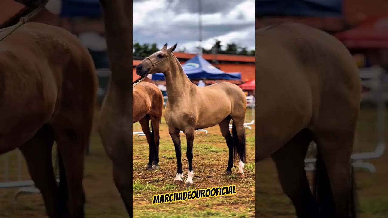 Nacional do cavalo campolina marchador #cavalo #playvaquejada #cavalos #pecuarista #horse