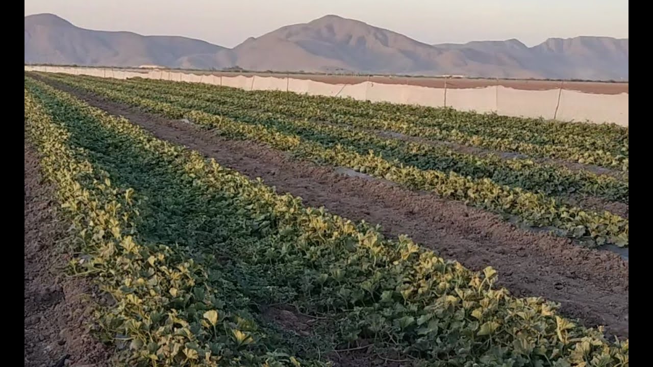 MATAMOROS COAHUILA, EN UNOS DIAS EMPIEZA LA CALIENTA DEL MELON