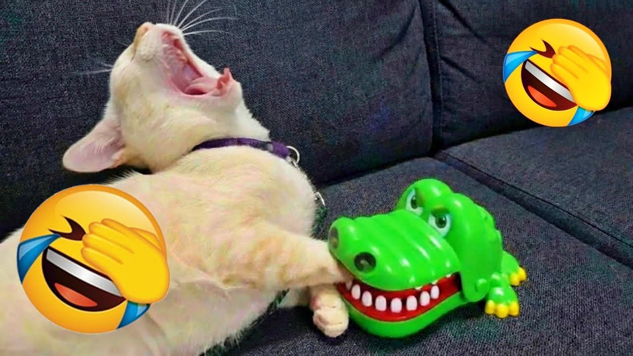 Funniest Cats and Dogs Clip 2025😼🐶Try Not To Laugh😜 🤎 #funnycats #funniestanimals #funnydogs