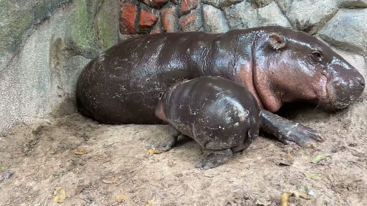 แม่เหนื่อย #hippo #moodeng #สวนสัตว์เปิดเขาเขียว