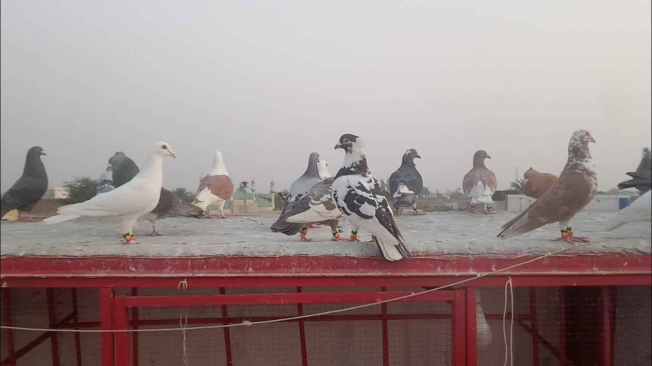 Kabootarbazi ka Shooq اج کبوتر بازی لڑائی کا شوق 🕊️🕊️🕊️