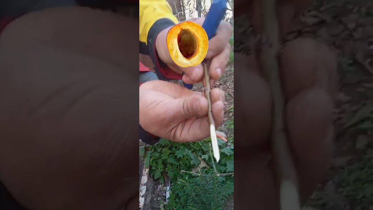 تطعيم المشمش على اللوز المر بطريقة القلم اللحائي #2025 #la greffe en couronne d'abricots #grafting
