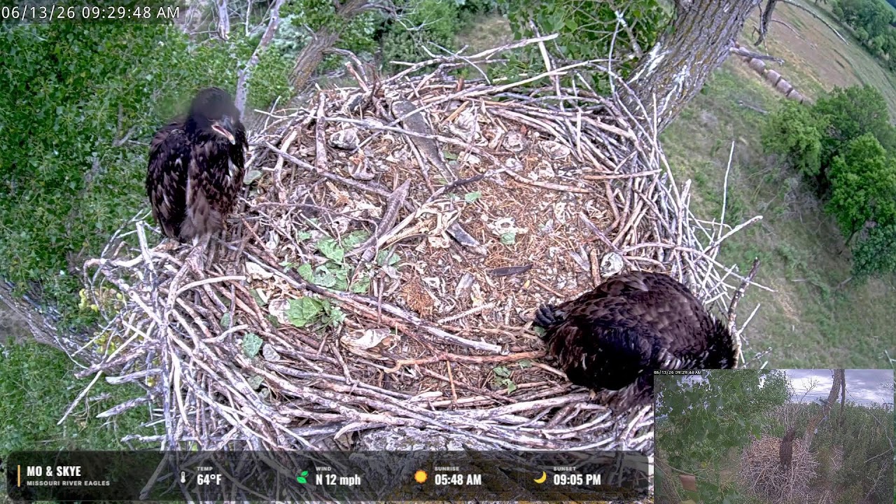 LIVE Missouri River Bald Eagle Cam | Mo & Skye | Nest Watch 24/7