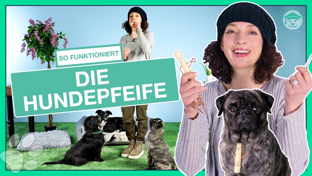 Dein Hund R&uuml;ckrufen mit der Hundepfeife? (Mit diesem Training funktioniert&acute;s)
