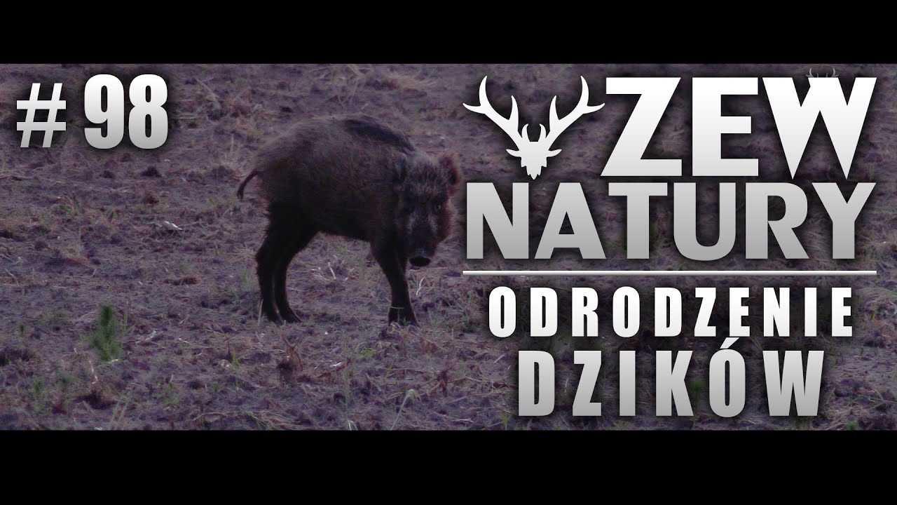 Odrodzenie dzików - Zew Natury #98