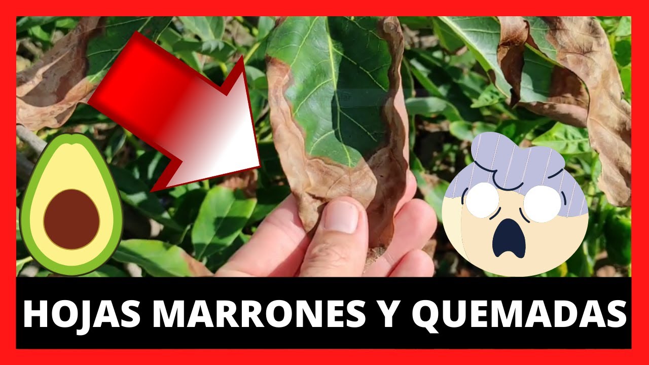 Por que se ponen MARRONES las HOJAS del AGUACATE 🥑