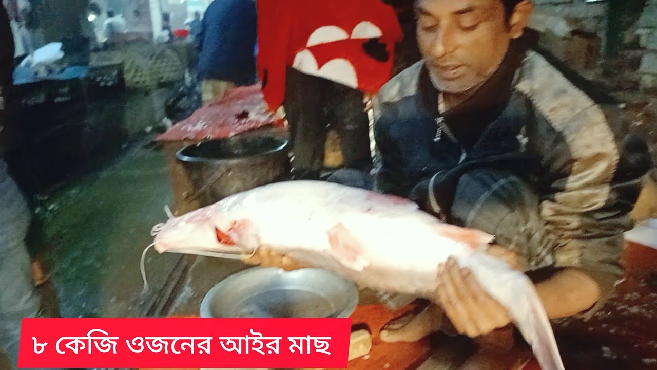 আট কেজি ওজনের আইড় ভেউশ মাছ
