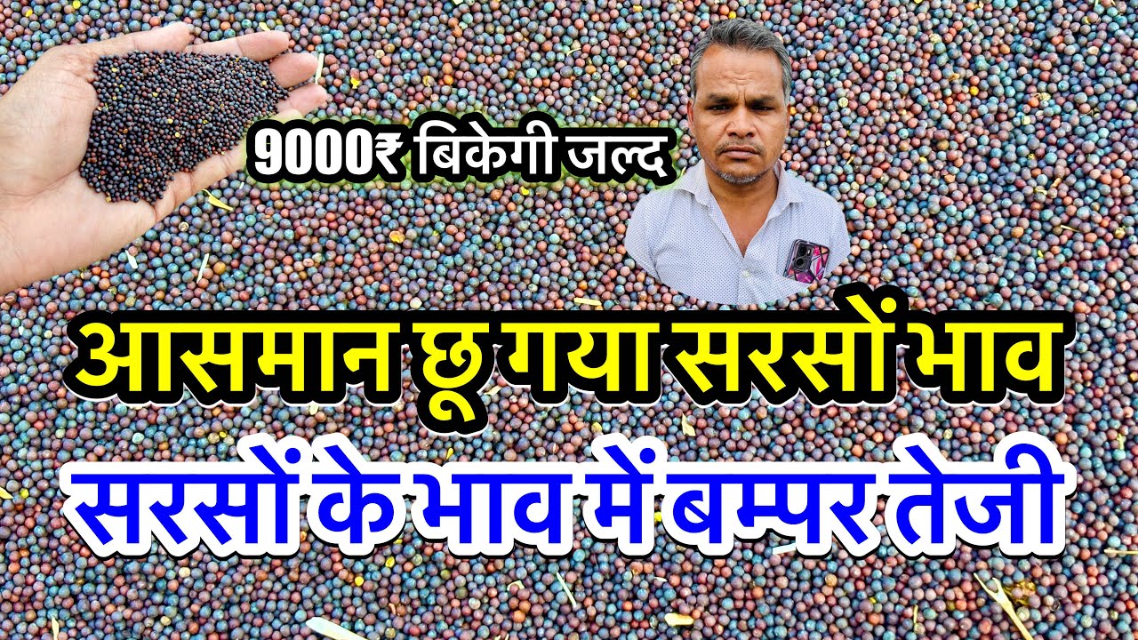 सरसों का भाव आसमान छू गया, सरसों में बम्पर तेजी का उछाल, सरसों का ताजा भाव आज अलवर मंडी #viralvideo 