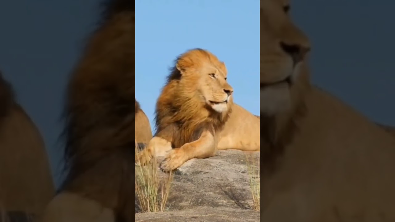Lion Reverse Sound| Funny Reverse Exclusive #funnyreverse #satisfyingvideo #reversechallenge