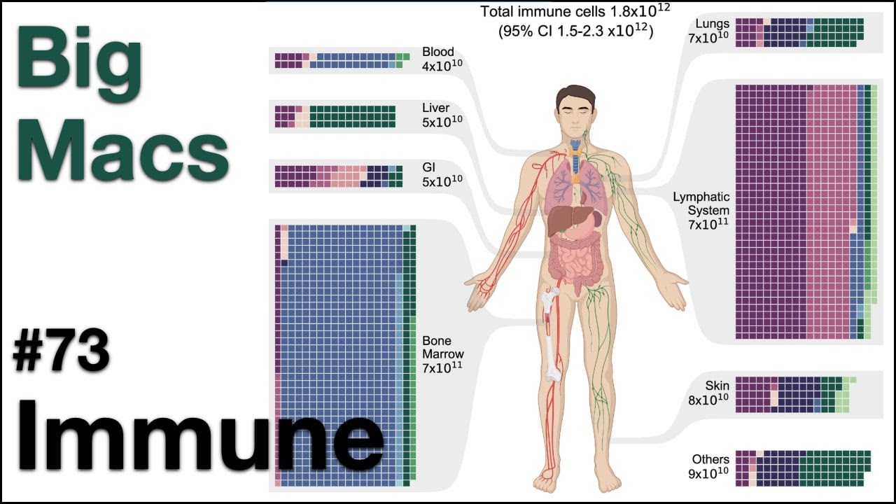 Immune 73: Big macs