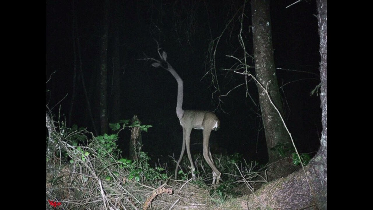 Unnatural habitat Unnatural Elk sounds Leovincible