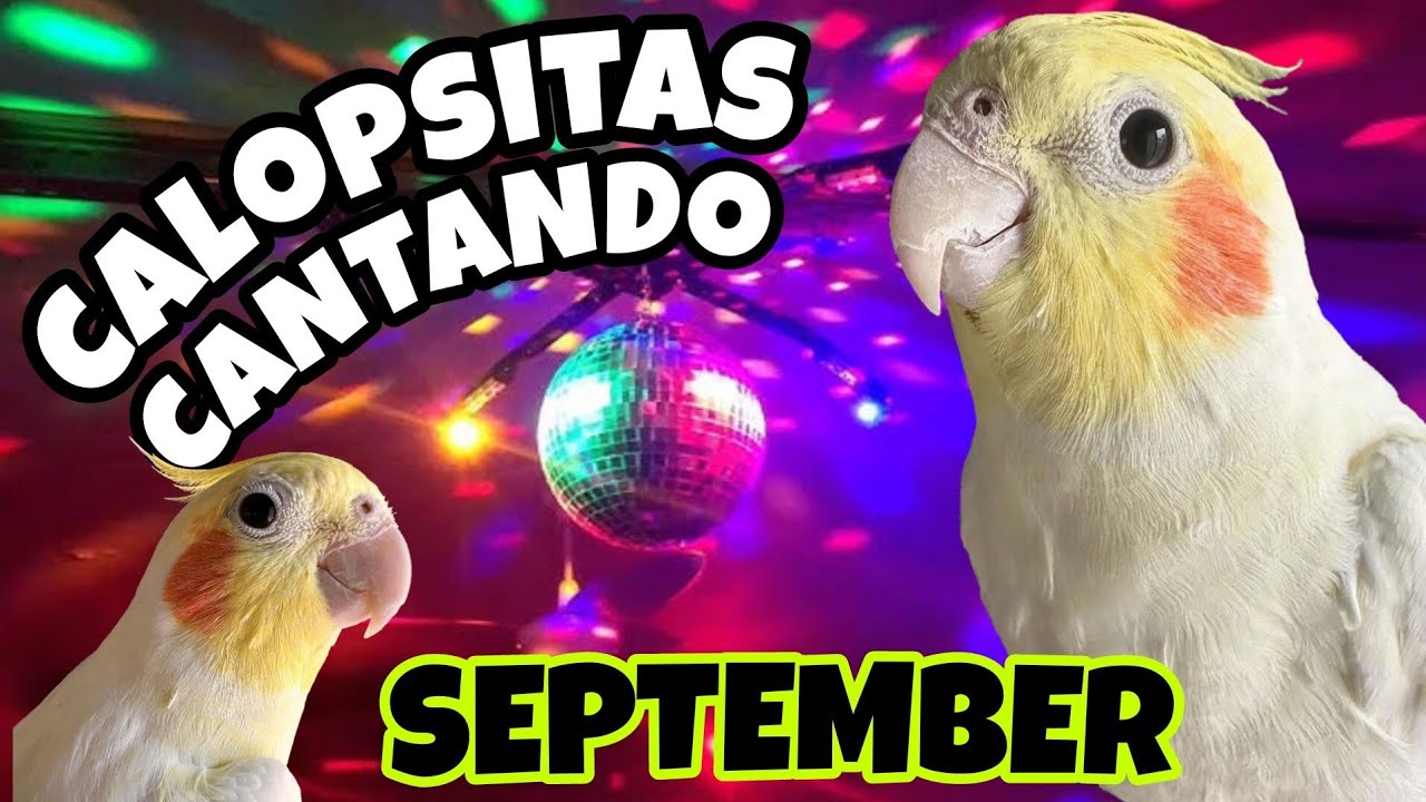 CALOPSITAS CANTANDO SEPTEMBER de 'Earth Wind and Fire'| &Oacute;timo para estimular sua CALOPSITA a cantar