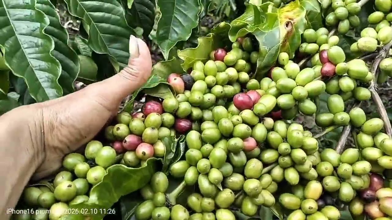 Kopi lancuran lokal, tidak viral tapi berbuah tebal @Robustachannel